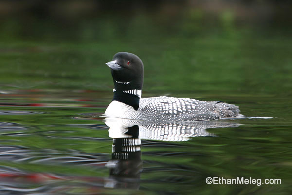 common loon feet. hair Common Loon common loon