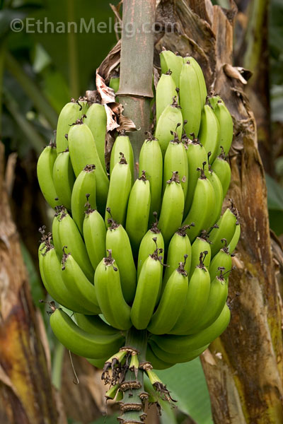 CRbananas2.jpg