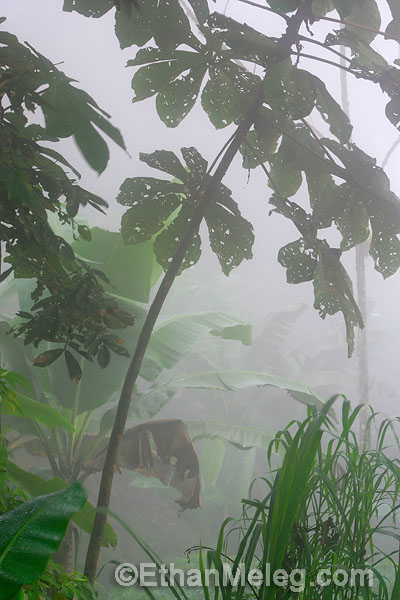 EQ_Misty-CloudForest-01-EMELEG.jpg