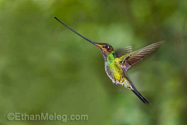 ecuador hummingbirds