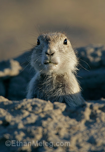 Black-tailed Prairie Dog in Grasslands National Park, southern Saskatchewan.