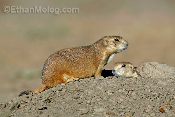 Black-tailed Prairie Dog in Grasslands National Park, southern Saskatchewan.