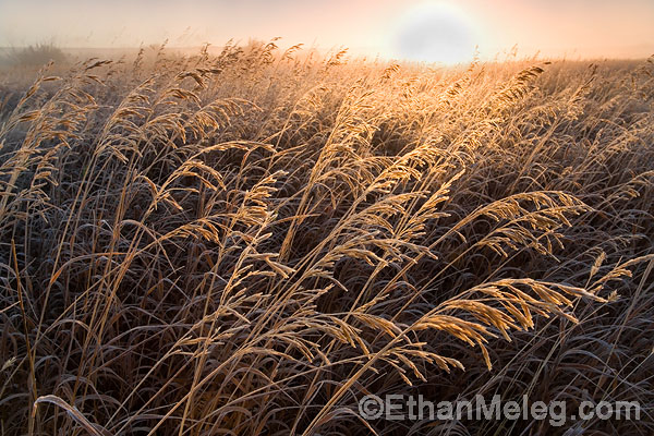 Grasslands National Park, southern Saskatchewan.