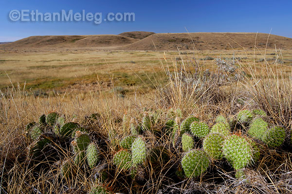 Grasslands National Park, southern Saskatchewan.