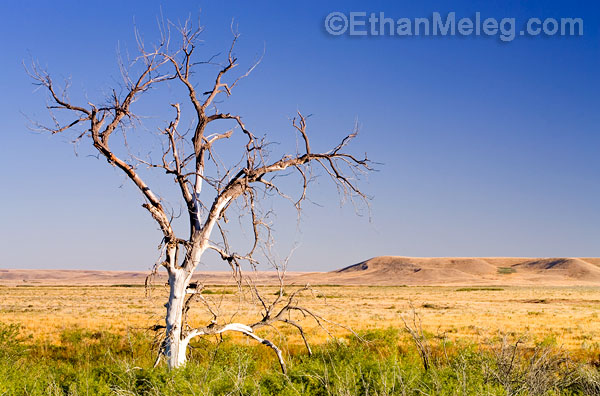 Grasslands National Park, southern Saskatchewan.