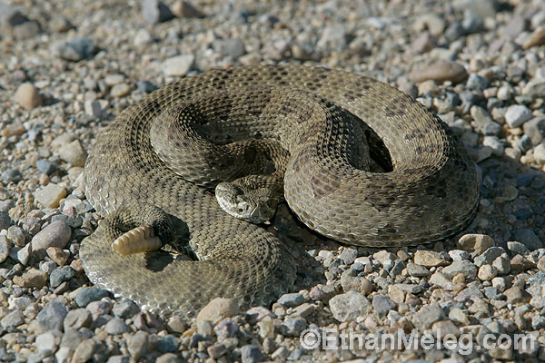 Prairie Rattlesnake in Grasslands National Park, southern Saskatchewan.