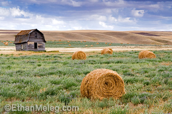 Sask-OldRanch-nearGNP-04-EMELEG.jpg