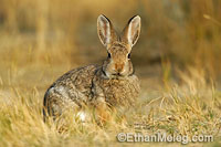 Nuttal's Cottontail Rabbit