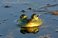 Bullfrog