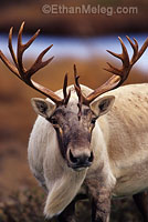 Caribou