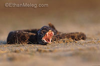 Eastern Masassauga rattlesnake