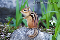 Eastern Chipmunk