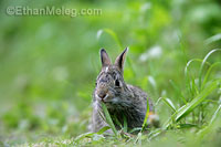 Eastern Cottontail rabbit