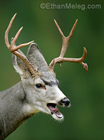 Mule Deer