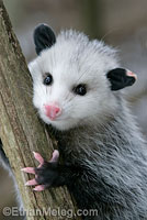 Virginia Opossum