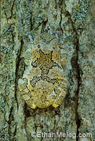 Gray Treefrog