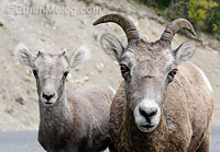 Bighorn Sheep