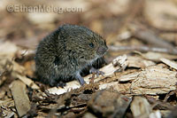 Meadow Vole