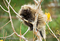 Porcupine