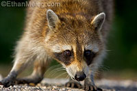 Raccoon