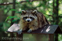 Raccoon