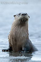 River Otter