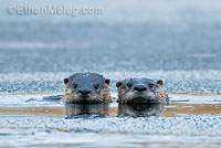 River Otter