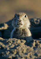 Black-tailed Prairie Dog