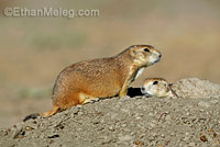 Black-tailed Prairie Dog