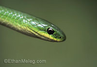 Smooth Green Snake