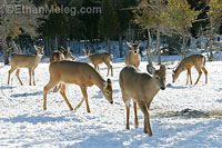 White-tailed Deer