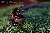 Yellow-spotted Salamander