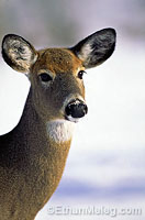 White-tailed Deer